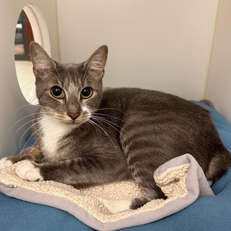 An adult medium-sized female Gray / Blue / Silver Domestic Short Hair cat named Michi for adoption in West Palm Beach, FL