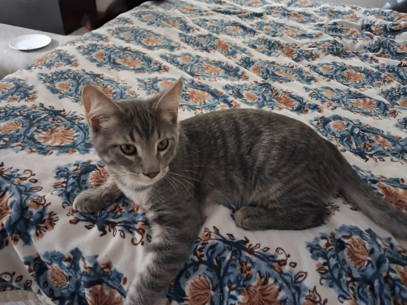 A baby medium-sized male Tabby (Gray / Blue / Silver) Domestic Short Hair cat named Apollo for adoption in Overland Park, KS