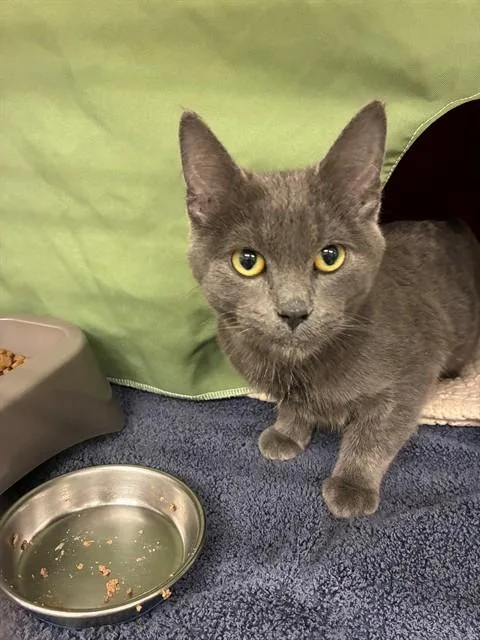 A young small-sized male Domestic Short Hair cat named Vernon for adoption in Minneapolis, MN