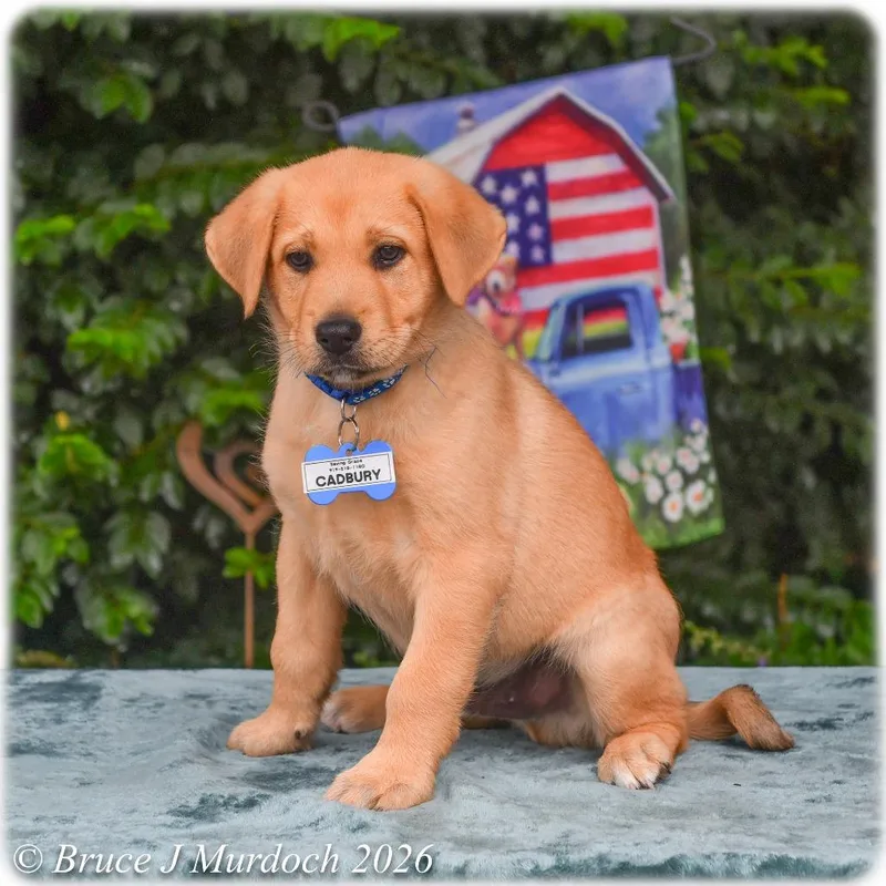 A baby small-sized male Black Labrador Retriever dog named Cadbury for adoption in Wake Forest, NC