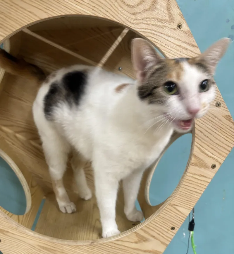 Blanca thumbnail 3