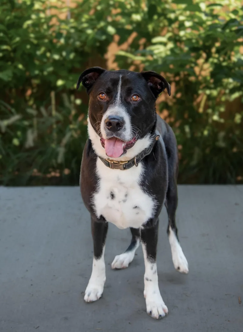 A young medium-sized male Black Border Collie dog named Tuxedo for adoption in Nashville, TN