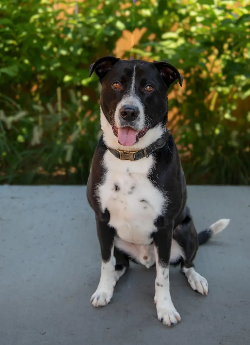 Tuxedo thumbnail 4