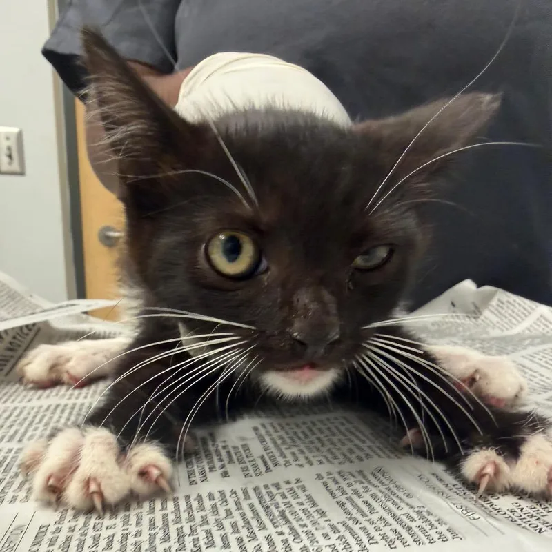 A baby small-sized female Black Domestic Short Hair cat named Barrel Racer for adoption in Jacksonville, FL