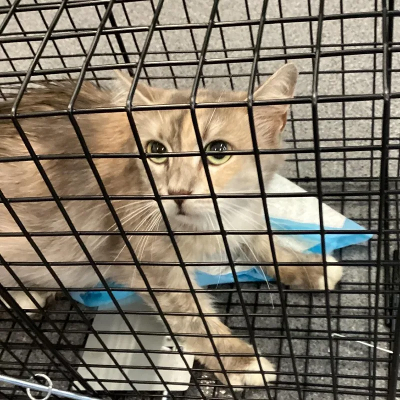 A young small-sized female Torbie Domestic Medium Hair cat named Ollie cat for adoption in Montgomery, AL
