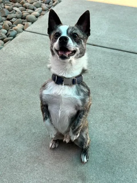 An adult small-sized male Cairn Terrier dog named Auggie for adoption in Sacramento, CA