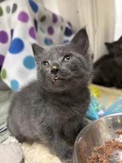 A young small-sized female Domestic Short Hair cat named Tuna for adoption in Scotia, NY