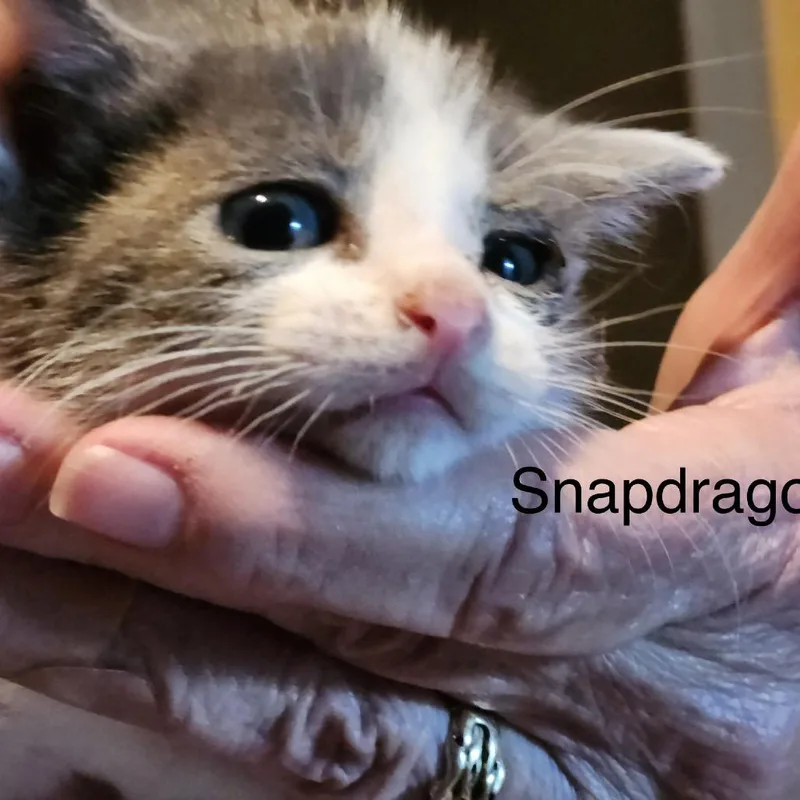 Snap Dragon
