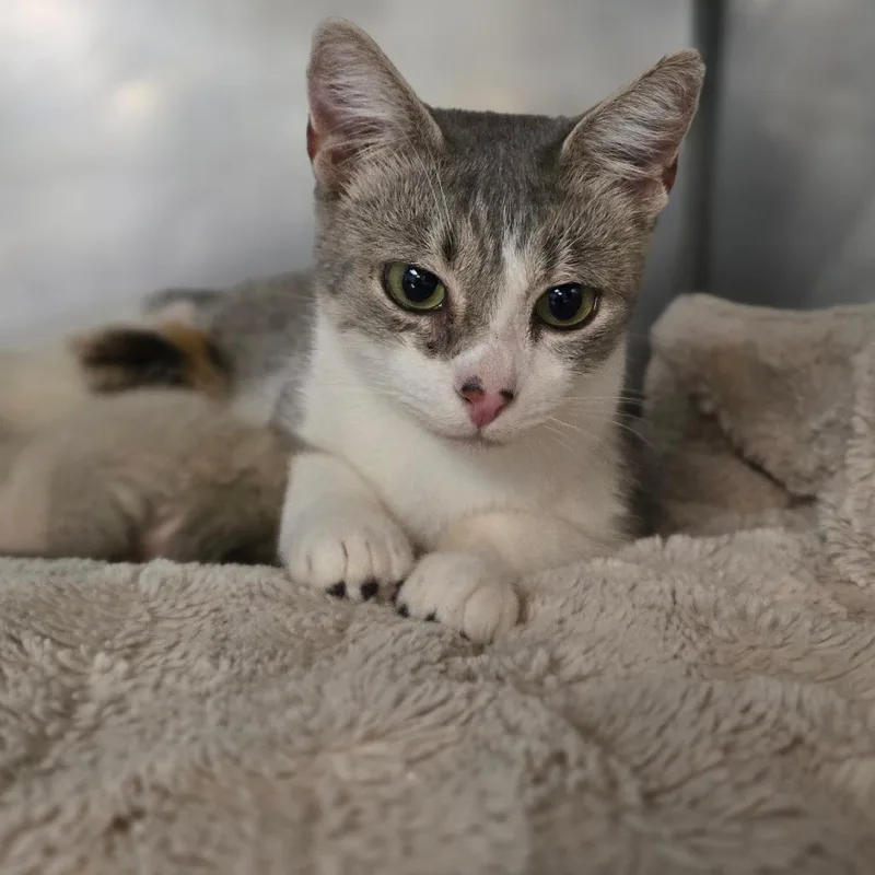 A young medium-sized female Brown / Chocolate Domestic Short Hair cat named Ella for adoption in San Jacinto, CA