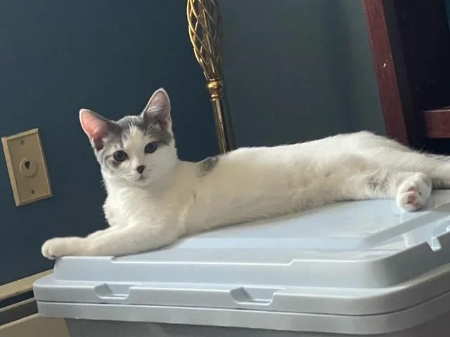 A baby medium-sized male Gray & White Domestic Short Hair cat named Russ for adoption in Neenah, WI