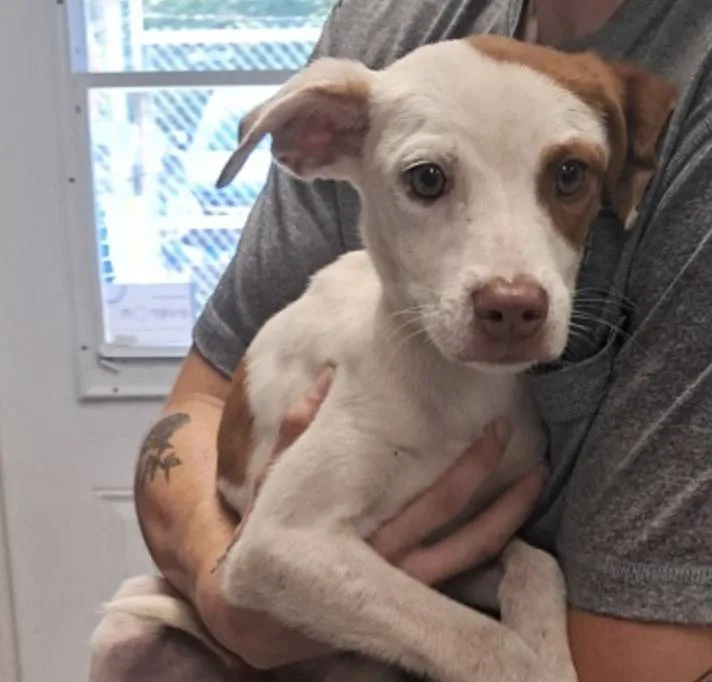 A baby medium-sized female Pit Bull Terrier dog named Wanda for adoption in Hollister, MO