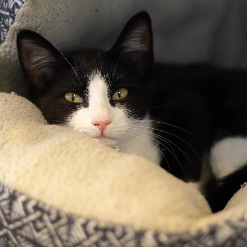 A baby small-sized female Black Domestic Short Hair cat named Rebekah for adoption in Newark, DE