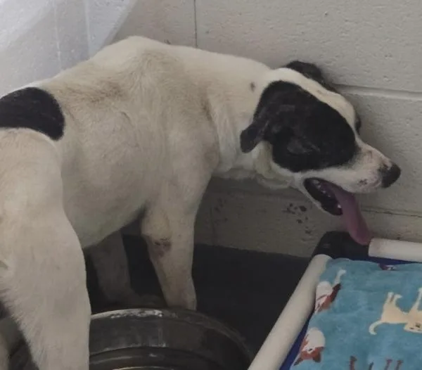 An adult large-sized male Hound dog named c Chewy for adoption in Dallas, GA