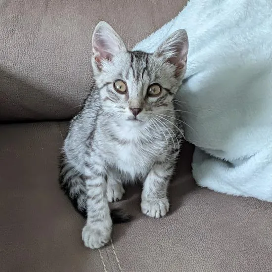 Lila