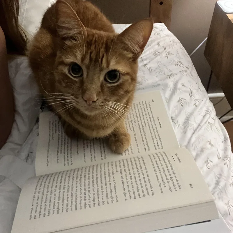 An adult medium-sized female Orange / Red Domestic Short Hair cat named Zoe for adoption in Mechanicsburg, PA