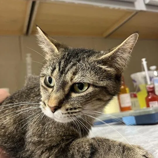 An adult medium-sized female Black Domestic Medium Hair cat named Lori for adoption in Lewisburg, WV