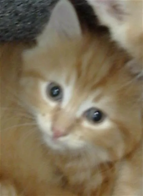 A baby medium-sized male Domestic Medium Hair cat named Duke for adoption in Dallas, TX