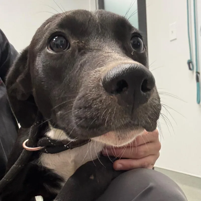 A young medium-sized male Black Terrier dog named Kermit for adoption in Abilene, TX