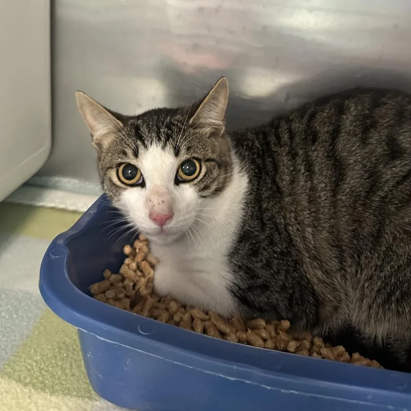 A young medium-sized male Brown / Chocolate Domestic Short Hair cat named Rambo for adoption in Titusville, FL