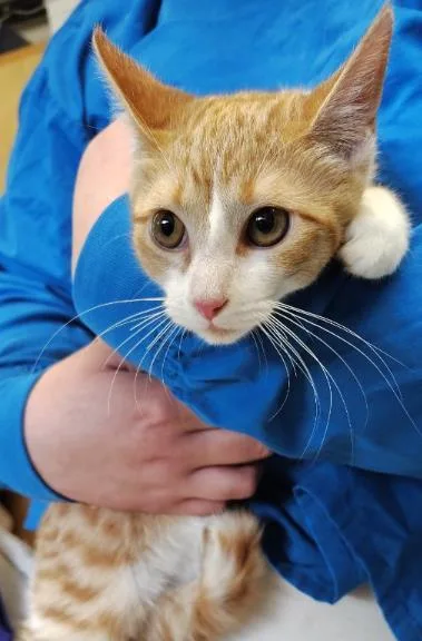 An adult medium-sized female Domestic Short Hair cat named Fauna for adoption in Kansas City, MO