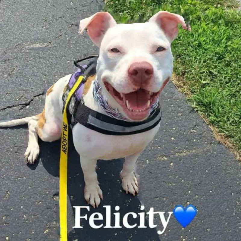 Felicity thumbnail 4