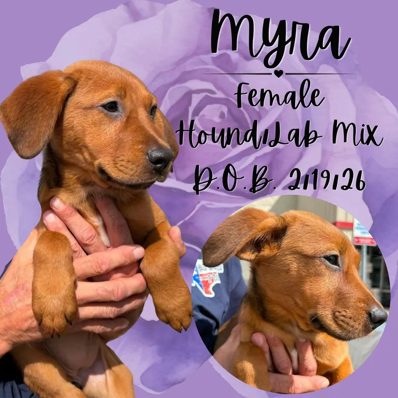A baby medium-sized female Red / Chestnut / Orange Hound dog named Myra for adoption in Caldwell, TX