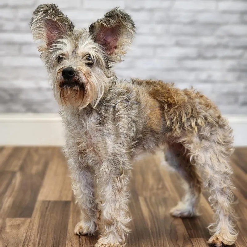 Angora