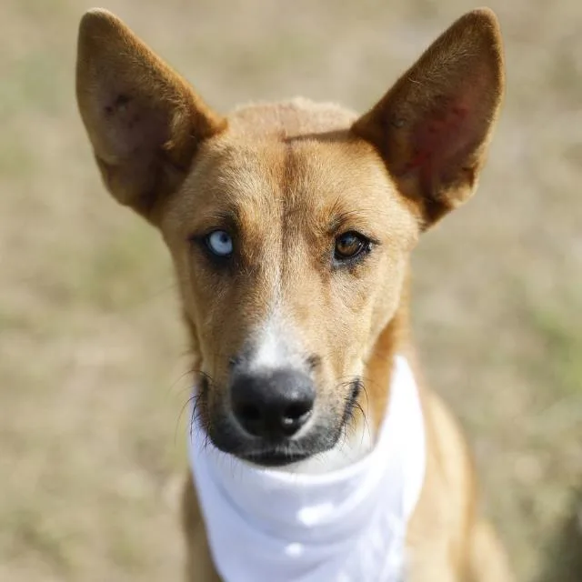 A young medium-sized male German Shepherd Dog dog named Thor for adoption in San Antonio, TX