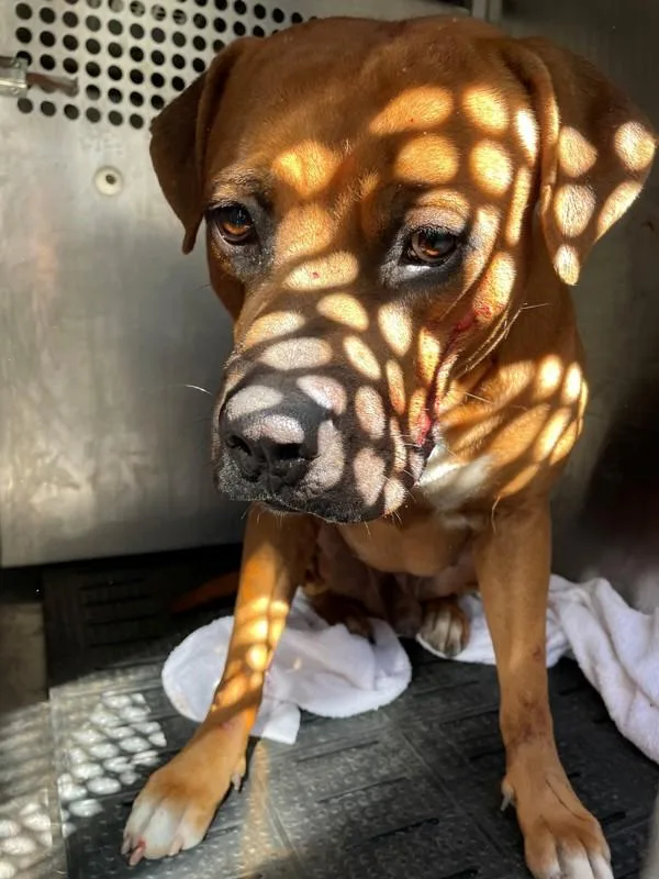 An adult large-sized male Mastiff dog named Hergotz for adoption in Austin, TX