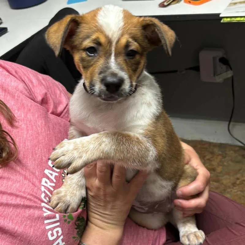 A baby medium-sized female Brown / Chocolate Cattle Dog dog named Henna for adoption in Wadena, MN
