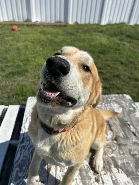 An adult large-sized male Anatolian Shepherd dog named Buck for adoption in Osage Beach, MO