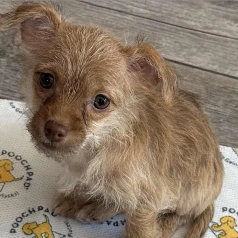 A baby small-sized female Yellow / Tan / Blond / Fawn Chihuahua dog named Crumpet for adoption in Las Vegas, NV