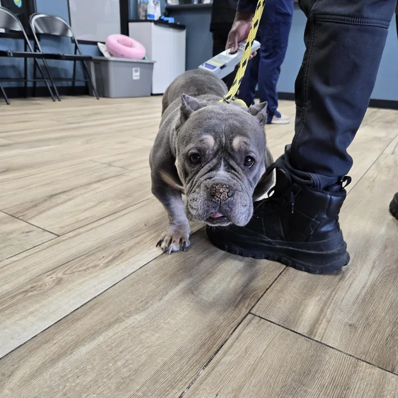 An adult medium-sized female Gray / Blue / Silver Pit Bull Terrier dog named Phatts for adoption in Weimar, CA