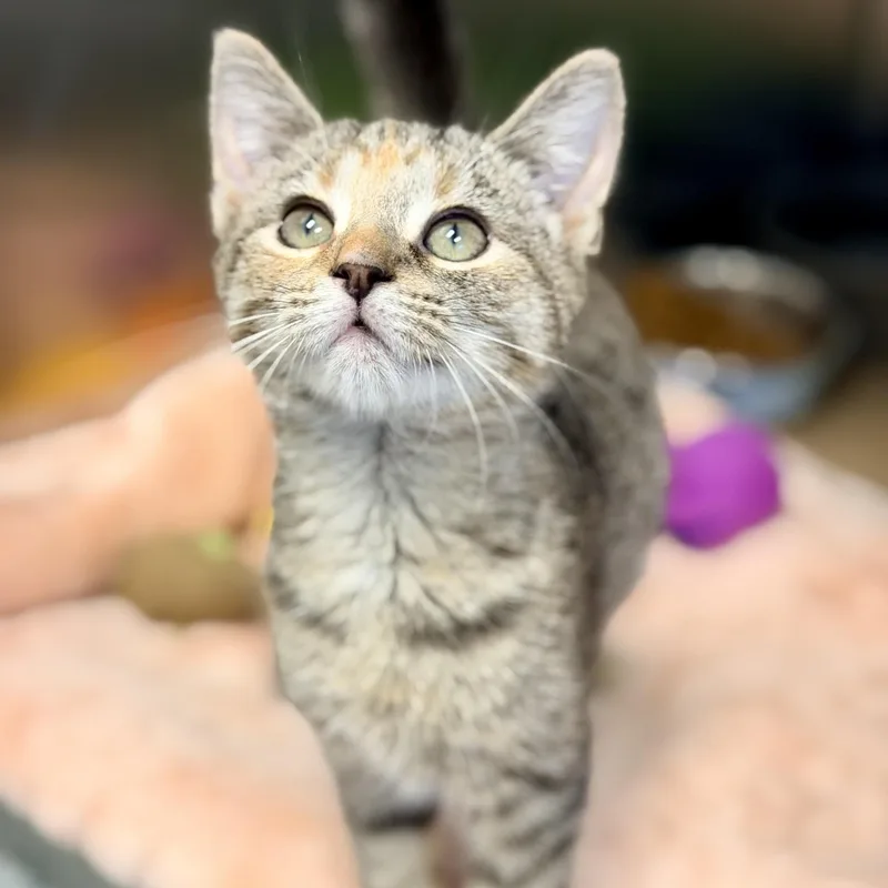 A baby medium-sized female Tabby (Tiger Striped) Domestic Short Hair cat named Amy for adoption in Manahawkin, NJ