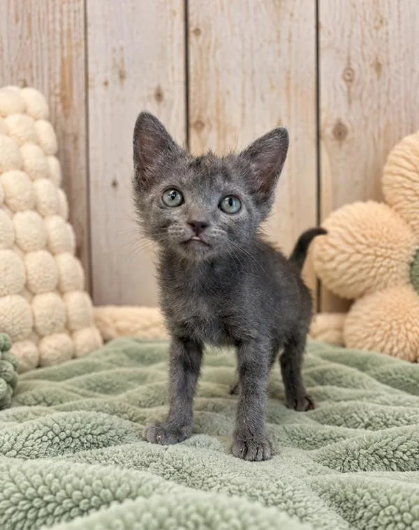 A baby small-sized female Domestic Short Hair cat named Ash for adoption in Lafayette, LA