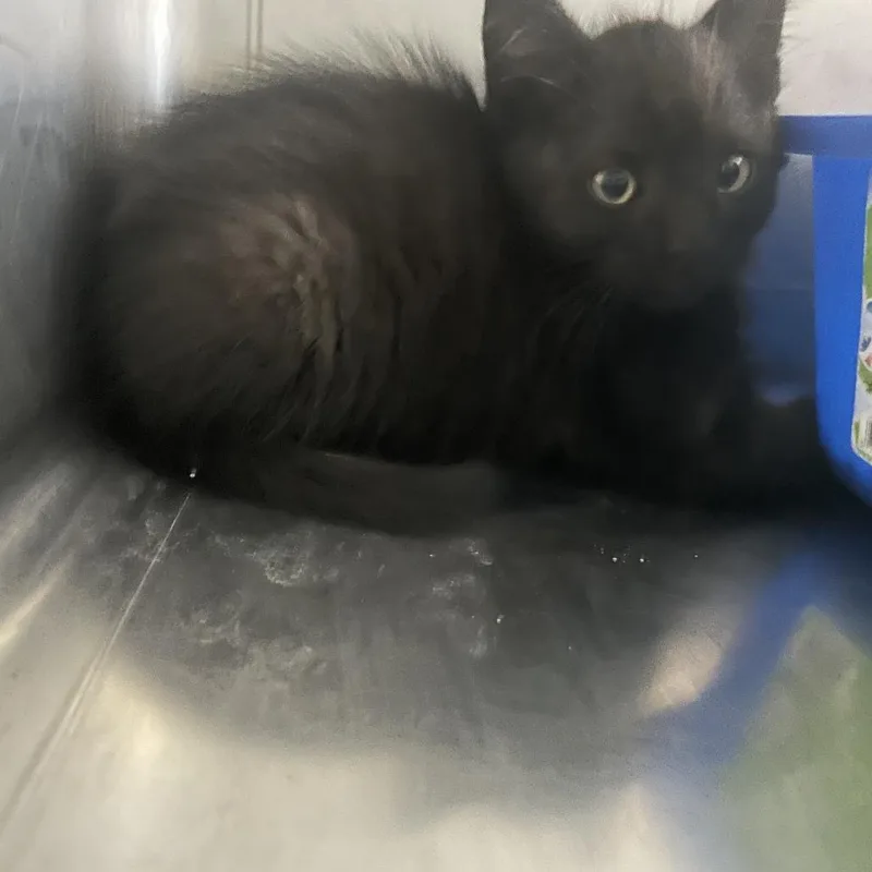 A baby small-sized male Black Domestic Short Hair cat named Peanut for adoption in Buffalo, WY