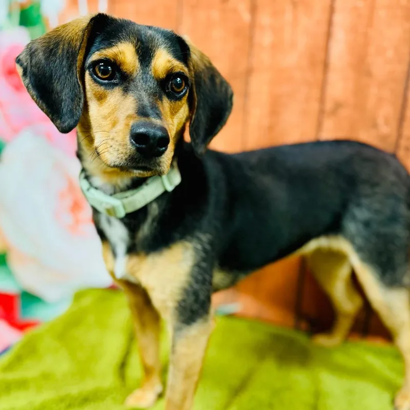 A young medium-sized female Black Beagle dog named Cece for adoption in Lebanon, MO