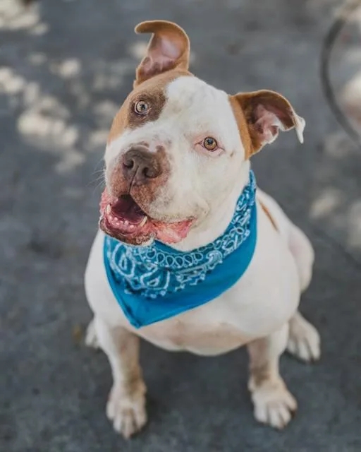 An adult extra large-sized male American Bulldog dog named Bruno for adoption in Miami, FL