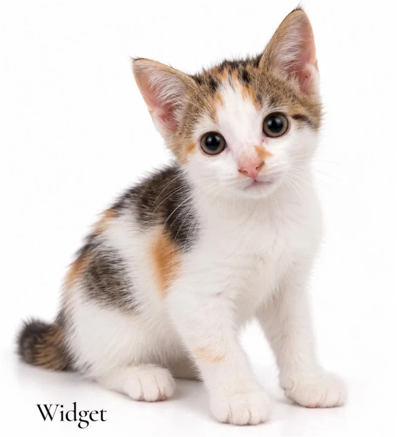 A baby medium-sized female Calico Domestic Short Hair cat named Widget for adoption in Stevensville, MI