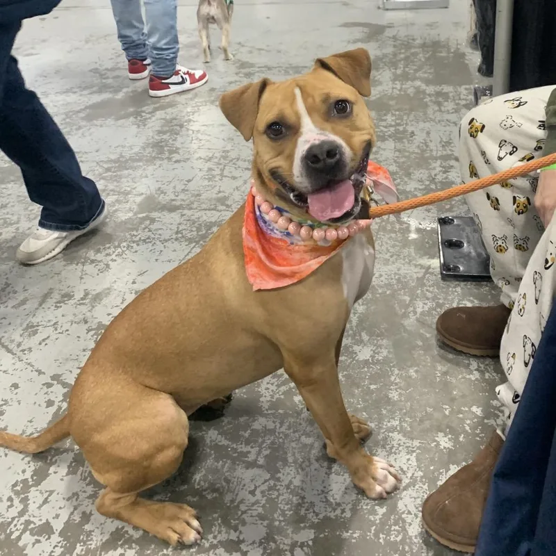 An adult medium-sized female Yellow / Tan / Blond / Fawn Pit Bull Terrier dog named Gingersnap for adoption in Weimar, CA