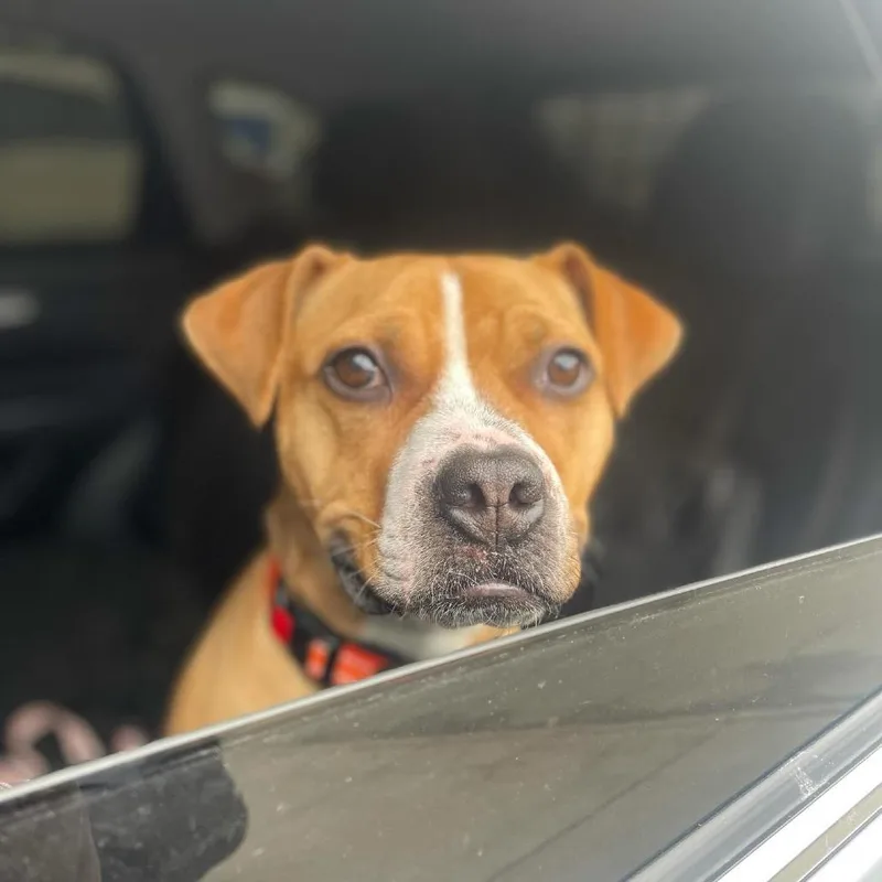 Gingersnap thumbnail 2