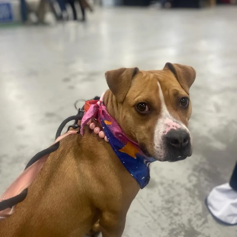 Gingersnap thumbnail 3