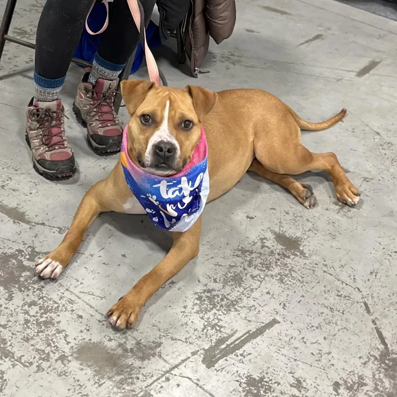 Gingersnap thumbnail 4