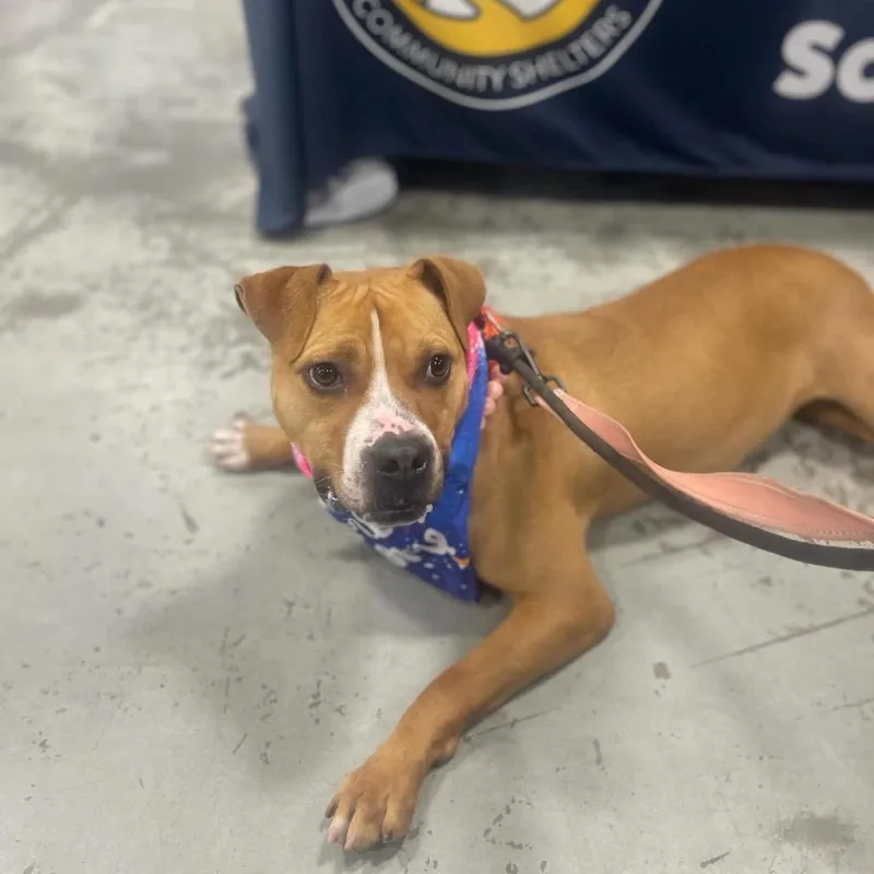 Gingersnap thumbnail 5