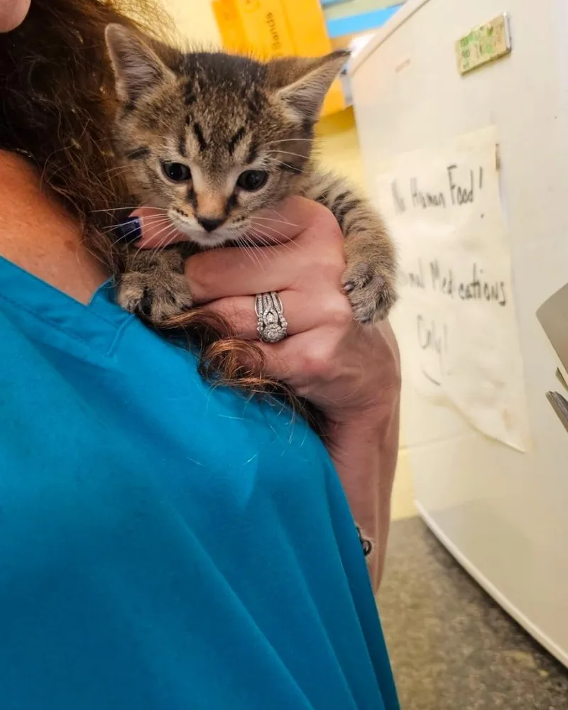 A baby small-sized male Domestic Short Hair cat named Lennox for adoption in Crossville, TN