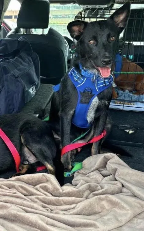 A young medium-sized male Black Cattle Dog dog named Larry for adoption in richmond, ME