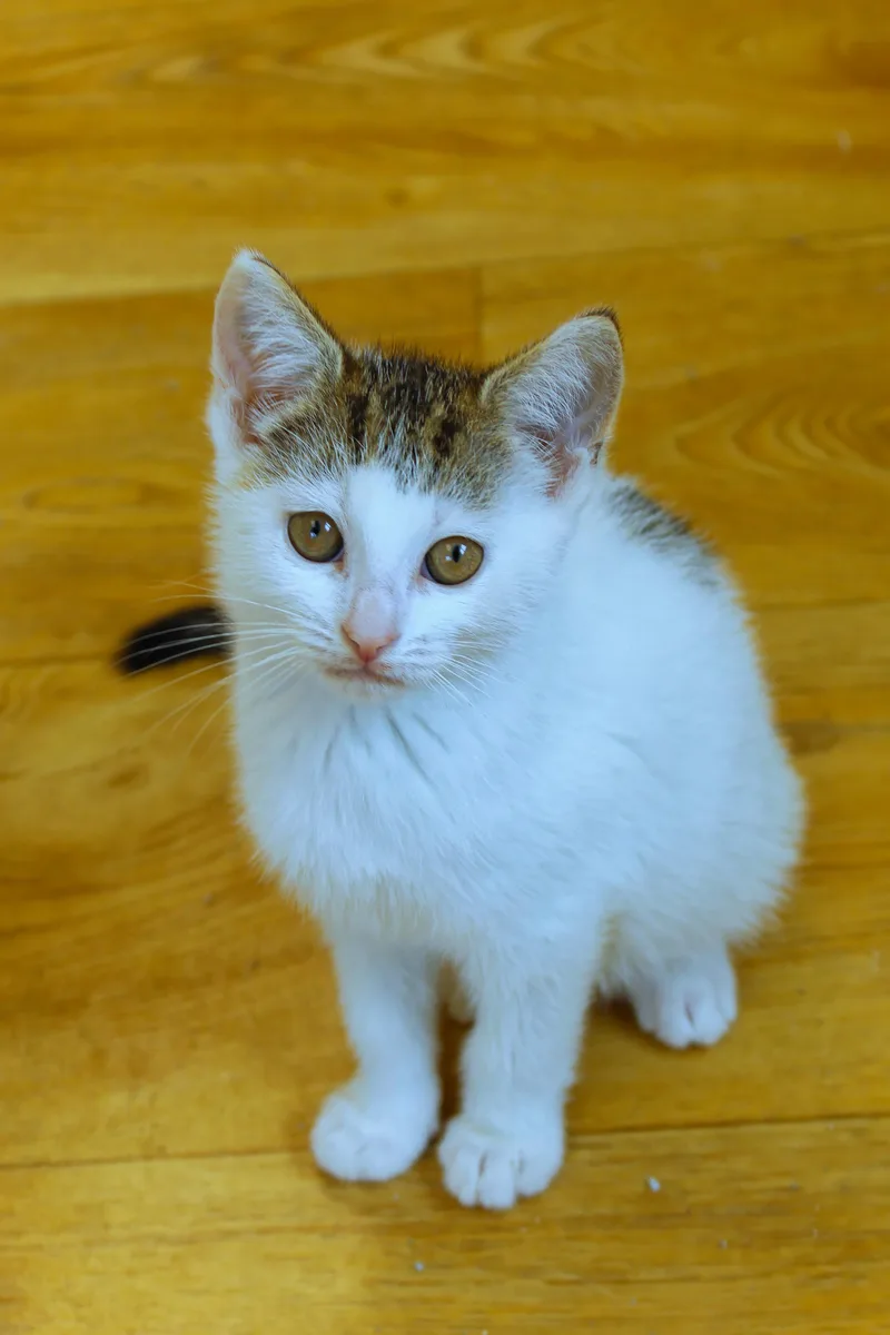 A baby medium-sized female White Domestic Short Hair cat named Camilla for adoption in Urbana, OH