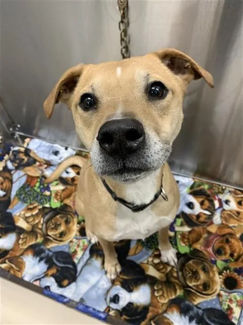 An adult large-sized male American Staffordshire Terrier dog named Tucker for adoption in Fairbanks, AK