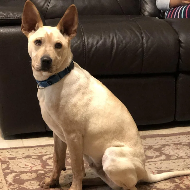 An adult medium-sized male White / Cream Cattle Dog dog named Buddy Boy for adoption in Austin, TX