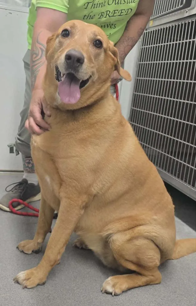 An adult large-sized female Labrador Retriever dog named Lady for adoption in Hillsdale, IN